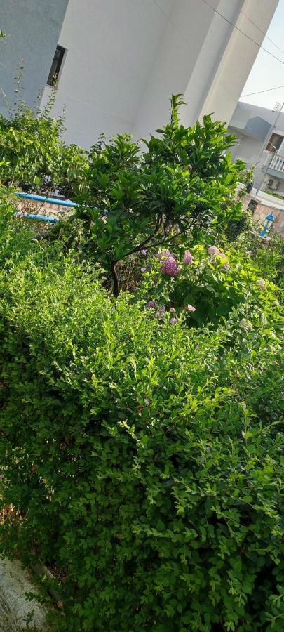 Dervishaj Apartment *